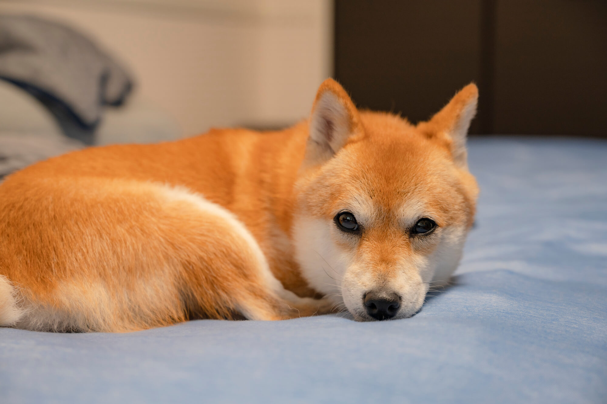 豆柴の寿命・かかりやすい病気と日常の注意点